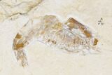Cretaceous Fish (Spaniodon) With Shrimp - Lebanon #173371-2